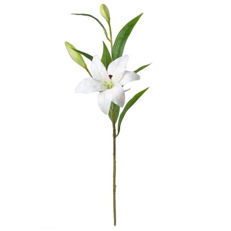27 Garden Lily Stem White 258182