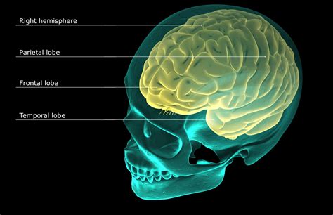 Four Lobes Of Brain