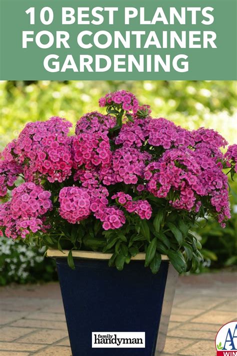 10 Best Container Gardening Plants Container Plants Container