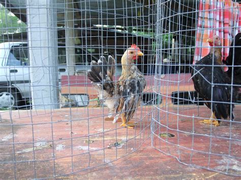 Namun, bagi para pecinta unggas istimewa ini, harga ayam bangkok yang fantastis dinilai pantas, mengingat segala keunggulan yang dimilikinya. serama2u: Senarai Harga Ayam Serama