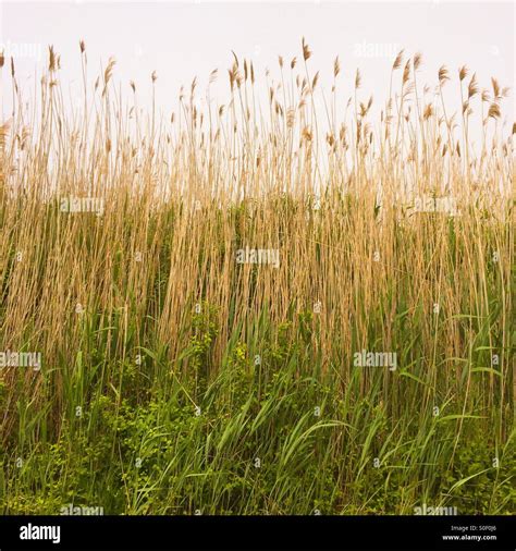 Corn Grass Weeds Hi Res Stock Photography And Images Alamy