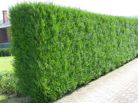 12x Thuja Plicata Evergreen Hedge Plants Western Red Cedar Fast