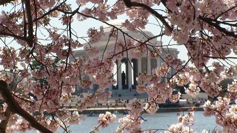 National Cherry Blossom Festival In Washington Dc Pt