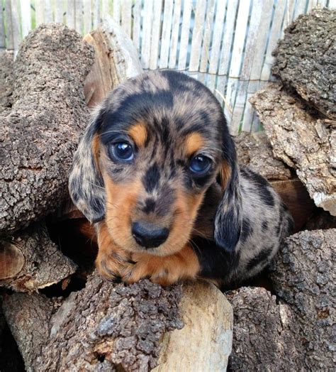 151 Best Dapple Dachshunds Images On Pinterest Dachshund Dog