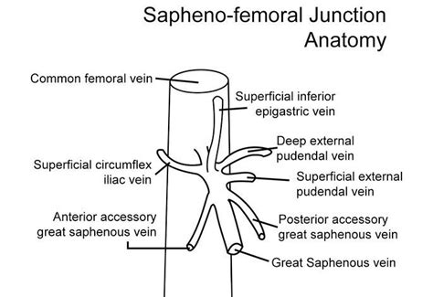 Rt S Rdms Rvt On Instagram Anatomy Of The Saphenofemoral