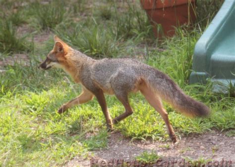 Red House Garden Fox Gray Fox