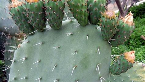 Use these instructions to care for a cactus. Care of a Nopal Cactus Plant | Garden Guides