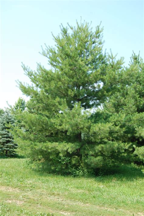 White Pine Trees For Your Home White Pine Tree Windbreak Trees Fast