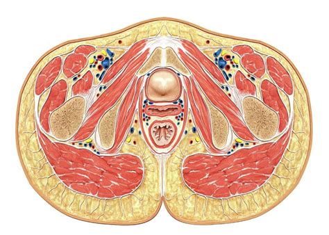 This mri male pelvis axial cross sectional anatomy tool is absolutely free to use. Muscles Of Pelvis Floor Cross Section Photograph by ...
