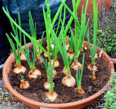 Container gardening adds versatility to gardens large and small. Top Kitchen Garden: How to Grow Onions Indoors