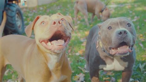 3 Pit Bulls Playing In The Leaves Youtube