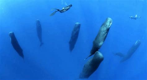 How Do Whales Sleep Vertically Under The Sea Uniliroc