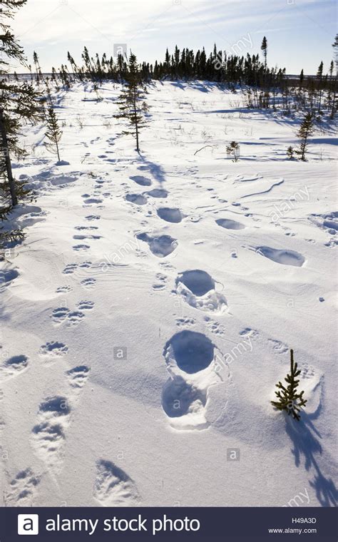 Polar Bear Tracks High Resolution Stock Photography And Images Alamy