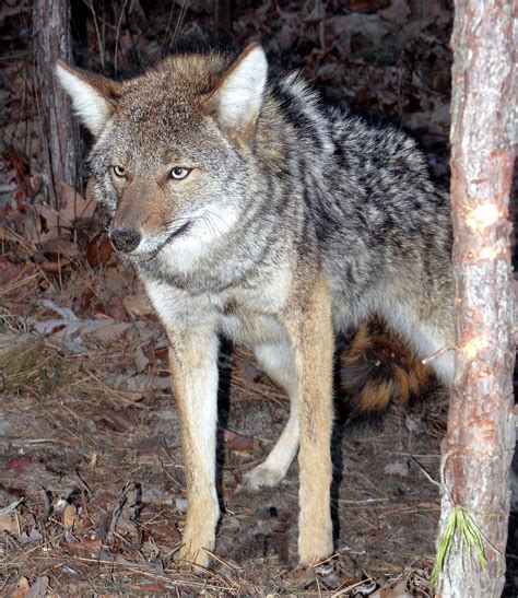 Coyote Are Killers Both Good And Bad Share The Outdoors