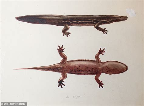 Scientists Discover The Worlds Biggest Amphibian Express Digest