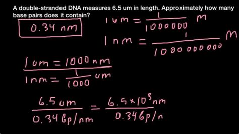 How To Calculate Number Of Base Pairs In A Dna Fragment Youtube