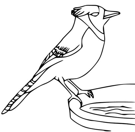 Blue Jay 4 Coloring Page Free Printable Coloring Pages For Kids