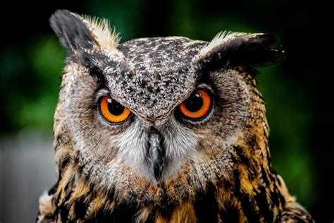 How Do Owls Turn Their Heads