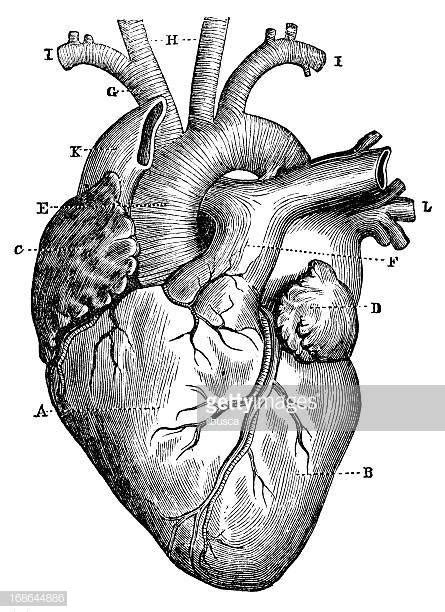 Worlds Best Human Heart Stock Illustrations Getty Images
