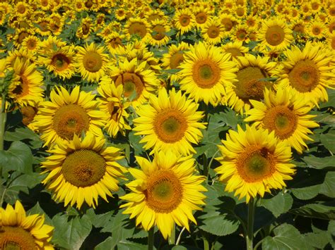 Free Images Nature Field Flower Summer Yellow Sunflowers