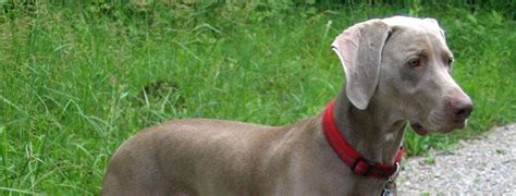 Weimaraner Breed Guide Learn About The Weimaraner