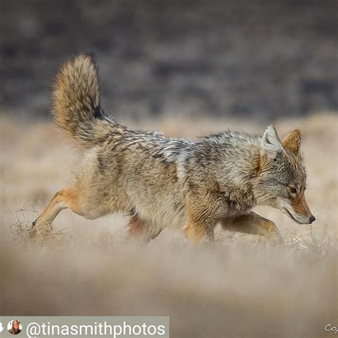 Coyote Watch Canada On Instagram Fabulous Action Moment Of S Female
