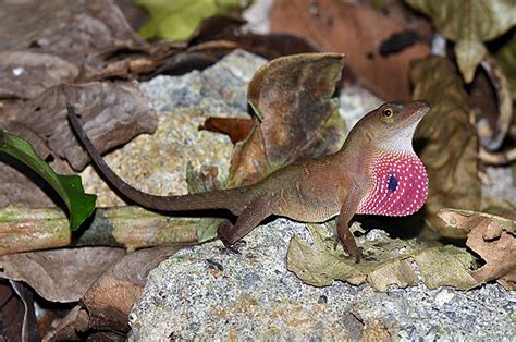 12m Grant To Study Evolution Of Central American Lizards The Source
