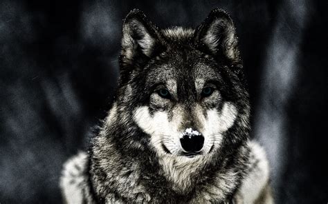 Wolf Animals Wildlife Wallpapers Hd Desktop And Mobile Backgrounds