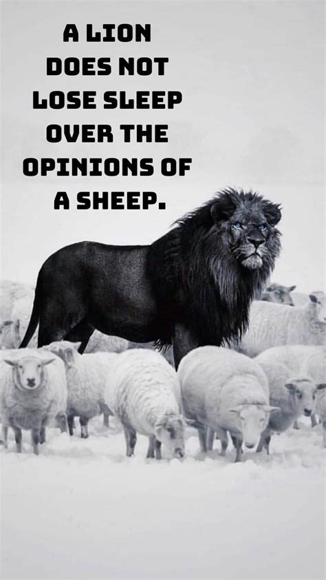 A Lion Does Not Lose Sleep Over The Opinions Of A Sheep Opinion