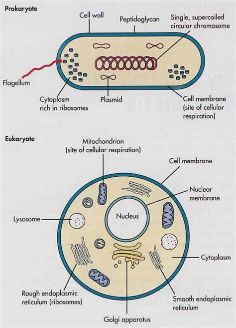 Prokaryotes And Eukaryotes Cell Mania All You Need To Know About