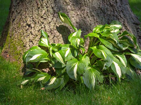 Acid Loving Shade Plants Learn About Plants For Shade And Acid Locations