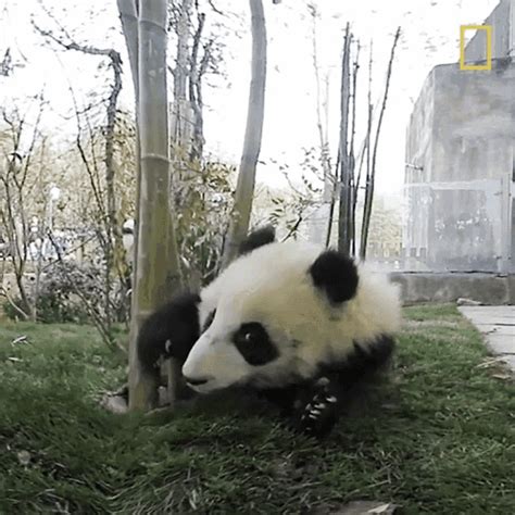 Walking 360baby Pandas  Walking 360baby Pandas Step To Front