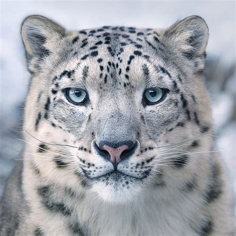 This Photographers Portraits Of Endangered Animals Are Stunning