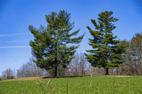 Two Pine Trees On Rolling Hill With Green Grass Stock Image Image Of