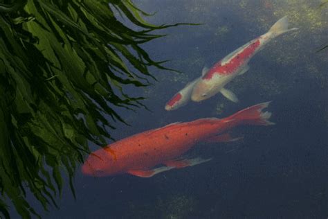 Yang pertama, ada koleksi belasan animasi terima kasih untuk ppt unik gratis yang bisa anda unduh. GAMBAR IKAN KOI ANIMASI BERGERAK | Gambar Animasi Ikan Koi ...