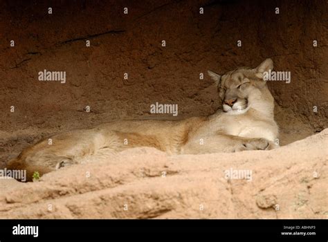 Mountain Lion Sleeping Hi Res Stock Photography And Images Alamy