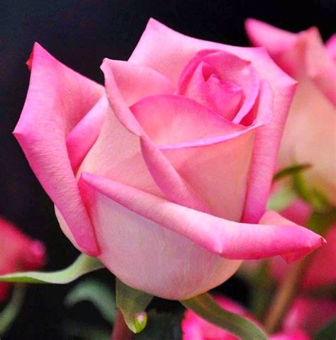 Brotes De Amor Rosas Rosadas