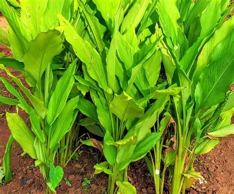 Turmeric Plants For Home Gardens Simple Tips To Grow Lifezshining