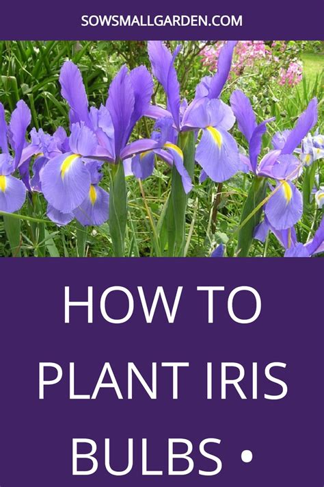 How To Plant Iris Bulbs Sow Small Garden In 2021 Growing Irises