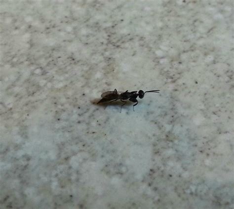 Please Help Ant Like Bug With Wings And A Pointy Butt