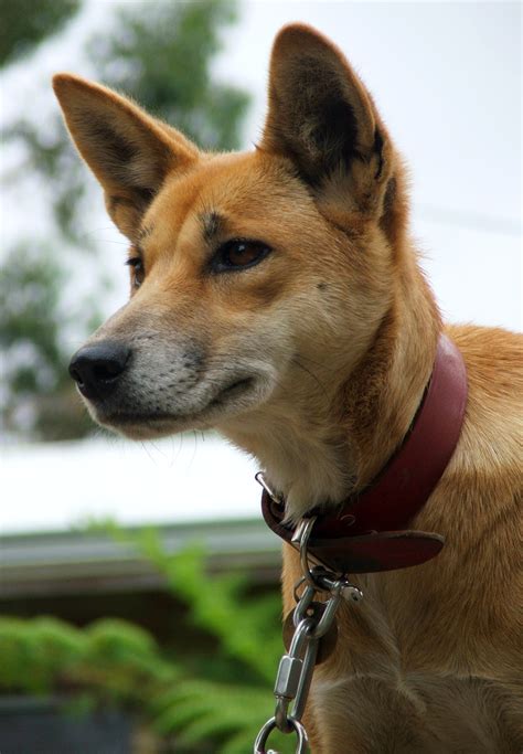 Nutri life is specially formulated with fresh duck, turkey, and lamb, and contains no corn and no wheat to help avoid possible allergic reactions in your love one. Dingo Extinction - Dogslife. Dog Breeds Magazine