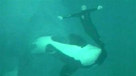 Video Shows Life And Death Struggle During Sea World Killer Whale