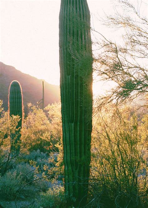 Cactus Rising Tall Cactus Desert Pictures Cactus Plants