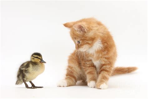 Ginger Kitten And Mallard Duckling Photograph By Mark Taylor Fine Art