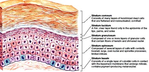 Skin Structure Of Skin Epidermis Dermis Hypodermis