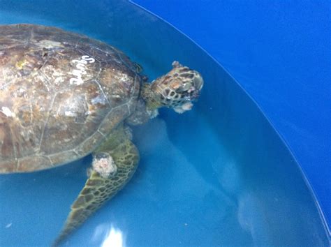 Squirt The Turtle Hospital Rescue Rehab Release