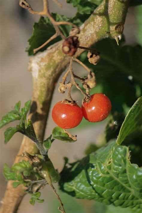 Cherry Tomato Pixahive