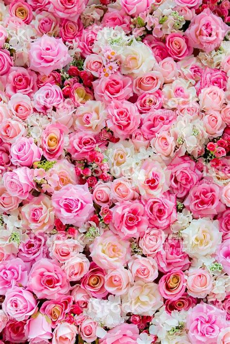 Roses Background For Backdrop Background Wallpaper And Etc Pink
