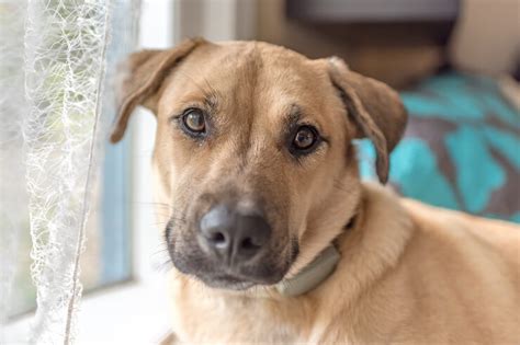 Mountain Cur Is This The Perfect Hunting Dog