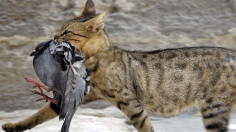 Killer Cats Take Down Billions Of Birds Report Says Cbc News